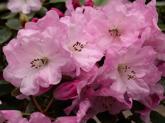 Rhododendron Williamsianum 'Maureen'