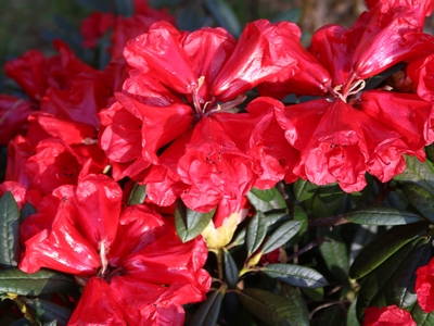 Rhododendron hybride 'Maxine Childers' — Rhododendron.be — photo 1