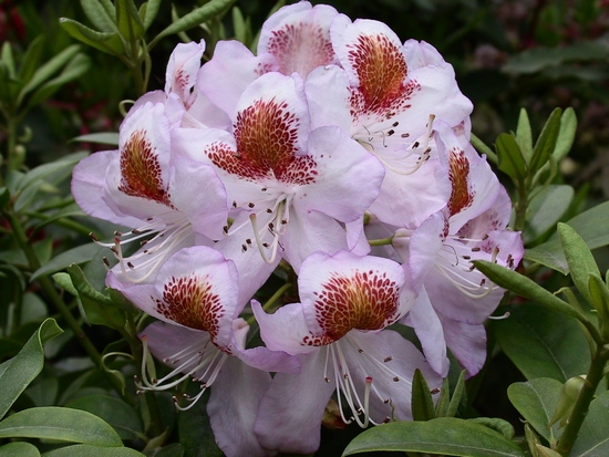 Rhododendron 'Mrs Tom H. Lowinsky'
