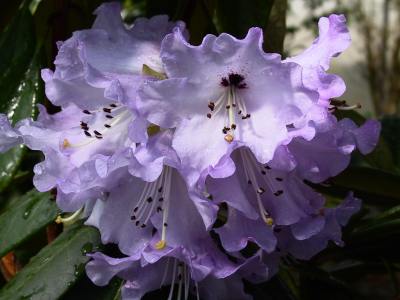 Rhododendron hybride 'Muncaster Mist' — photo 1