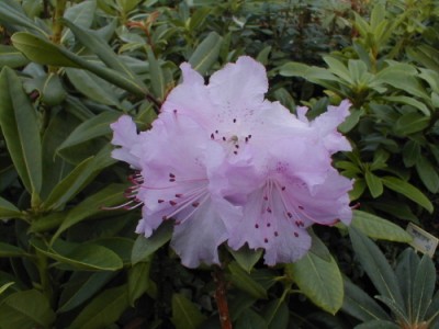 Rhododendron nain 'Olive' — Rhododendron.be — photo 1