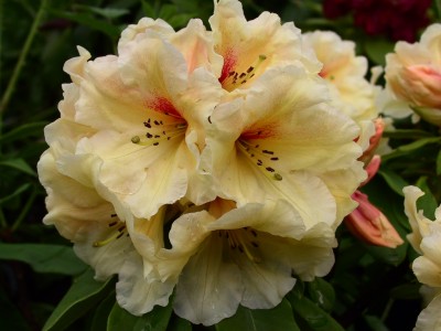 Rhododendron hybride 'Papaya Punch' — Rhododendron.be — photo 1