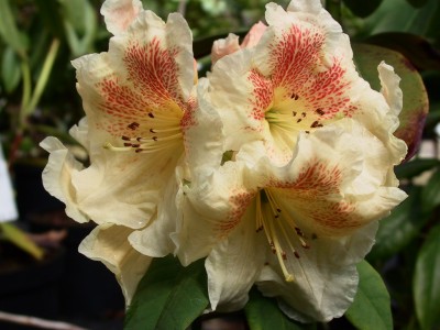 Rhododendron hybride 'Paprika Spiced' — Rhododendron.be — photo 1