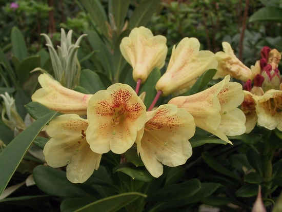 Rhododendron 'Pepperpot'