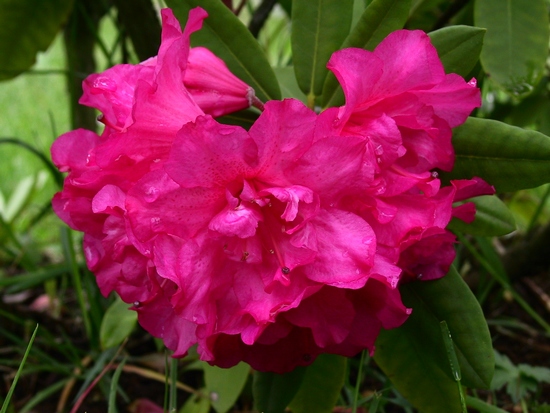 Rhododendron 'Pink Cameo'