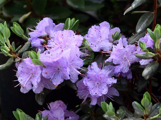 Rhododendron 'Ramapo'
