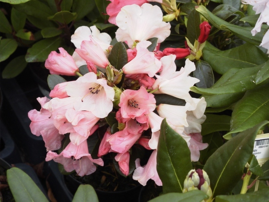 Rhododendron 'Sea Shells'