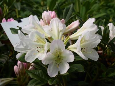Rhododendron Yakushimanum 'Silver Sixpence'
