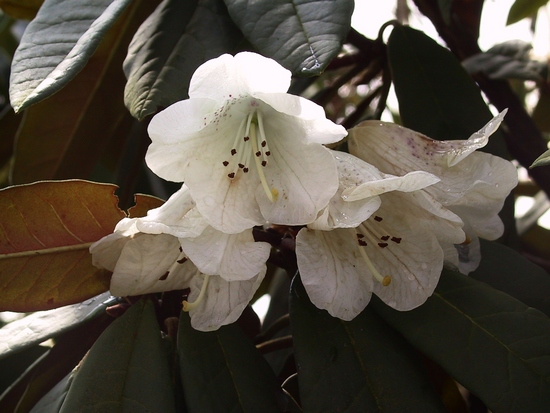 Rhododendron 'Sir Charles Lemon'