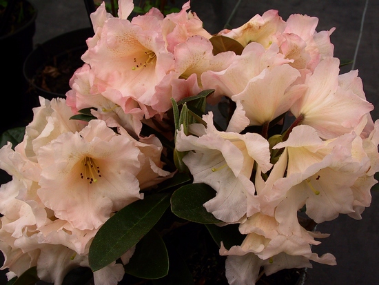 Rhododendron 'Sunup Sundown'
