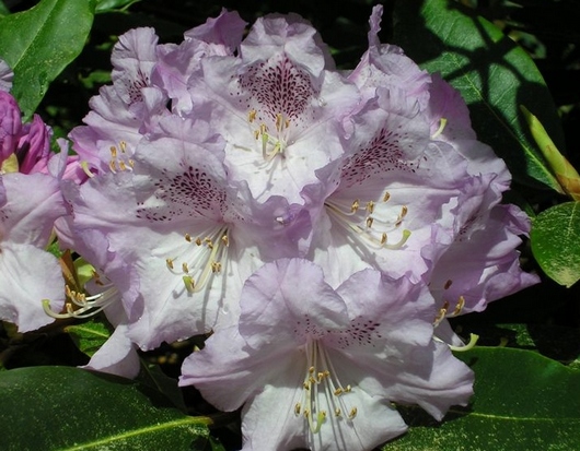 Rhododendron 'Susan'
