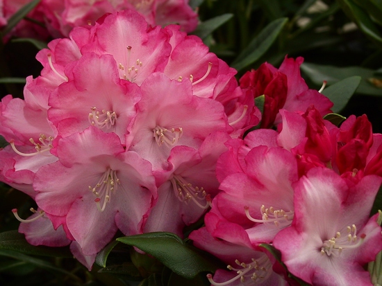 Rhododendron 'Swen'