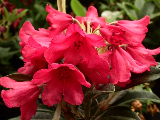 Rhododendron Yakushimanum 'Titian Beauty' — photo 1
