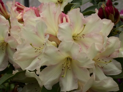 Rhododendron hybride 'Tofino' — Rhododendron.be — photo 1