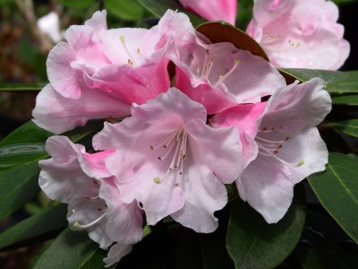 Rhododendron Yakushimanum 'Tracigo' — Rhododendron.be — photo 1