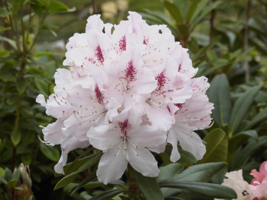 Rhododendron Williamsianum 'Vinewood'