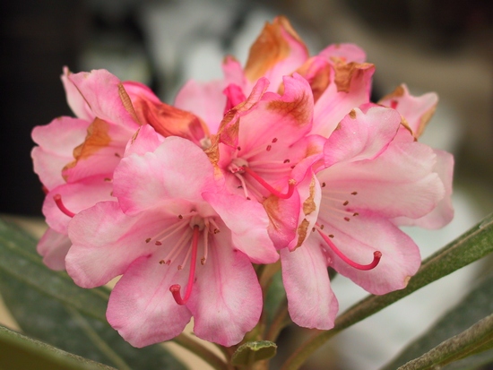 Rhododendron hybride 'Vulcan Flame x Yak Berg' — photo 1