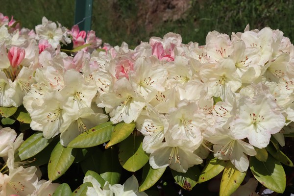 Rhododendron Espece - Makinoi - Bureavii 'Wardii' — photo 1