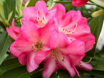 Rhododendron hybride 'Whirlaway' — photo 1