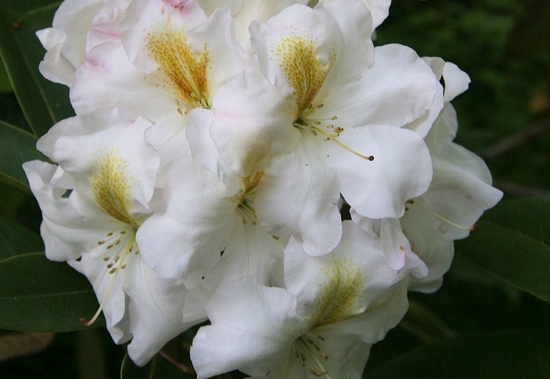 Rhododendron 'White Gold'