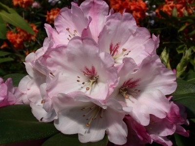Rhododendron hybride 'Woocy's Friggin Riggin'