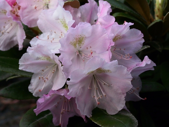 Rhododendron 'Var Berg'