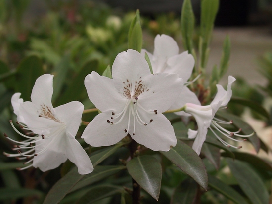 Rhododendron 'Yunnanense'