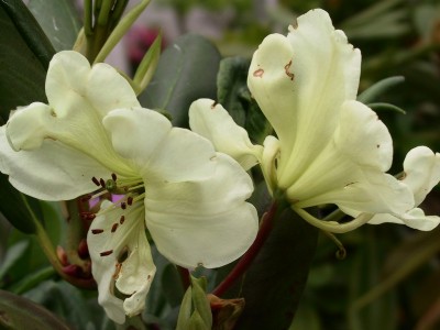 Rhododendron hybride 'Zelia Plumecocq' — Rhododendron.be — photo 1