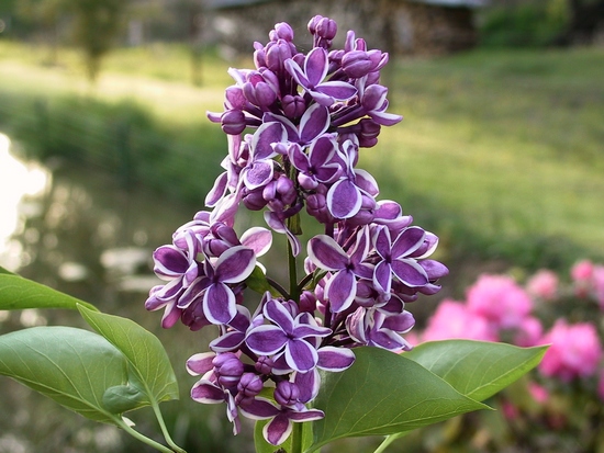 Syringa 'Primrose' — photo 1