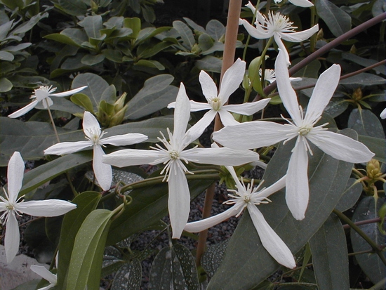 Clématis 'Armandii'