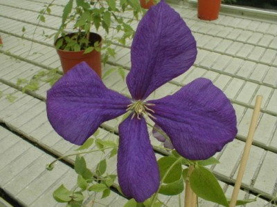 Clématis 'X Jackmanii'
