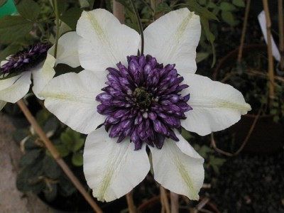 Clématis 'Seiboldii'