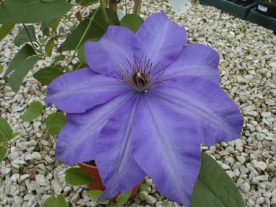 Clématis 'The President'