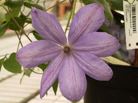 Clématis 'Mrs Cholmondeley'