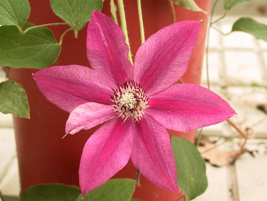 Clématis 'Carnaby'