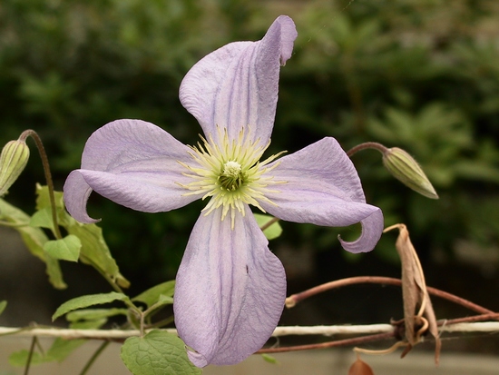 Clématis 'Prince Charle' — photo 1