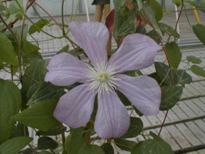 Clématis 'Comtesse de Bouchaud'