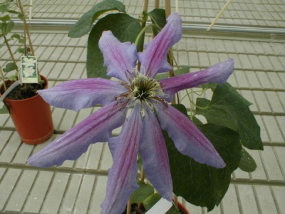 Clématis 'Fireworks'
