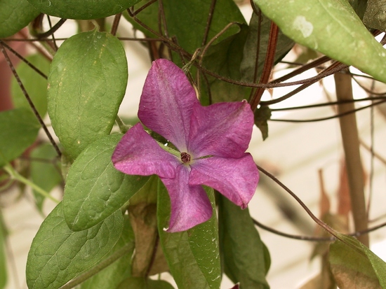 Clématis 'Rouge Cardinal'