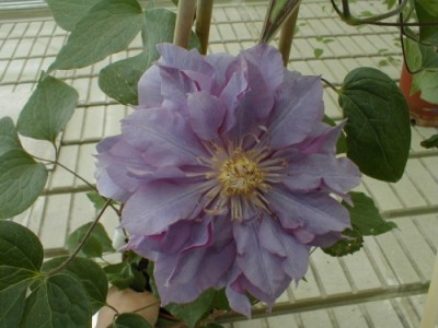 Clématis 'Vyvyan Pernnell'